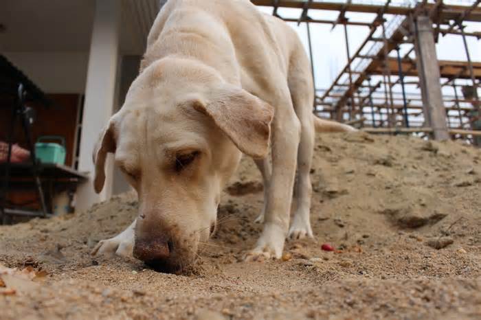 Perros detectores de Fallopia japonica