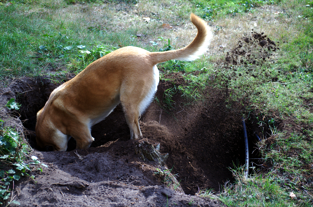 Perros detectores de Fallopia japonica