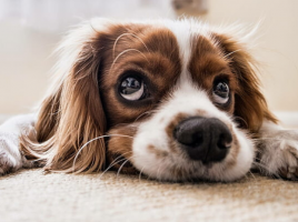 crisis del coronavirus y perros