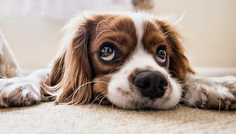 crisis del coronavirus y perros