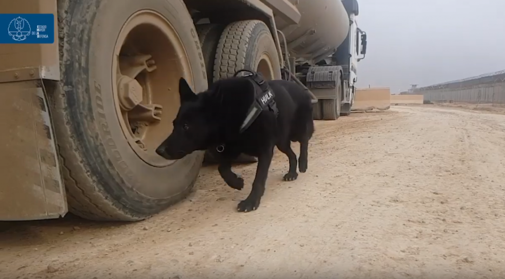 Hulk, perro militar