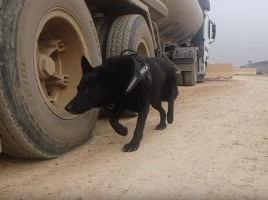 Hulk, perro militar