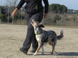 obediencia en los perros