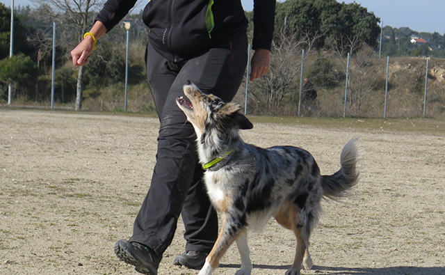 obediencia en los perros