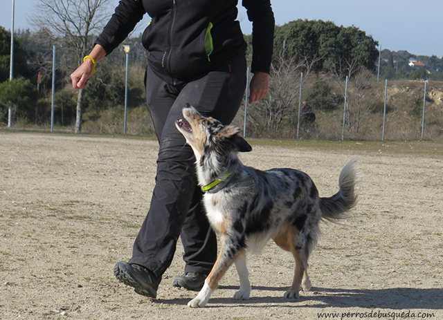 obediencia en los perros