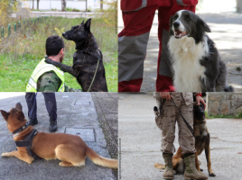 escuela para guías caninos