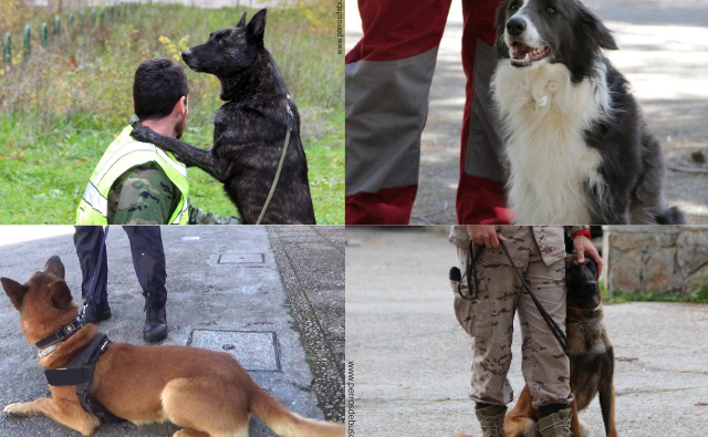 escuela para guías caninos