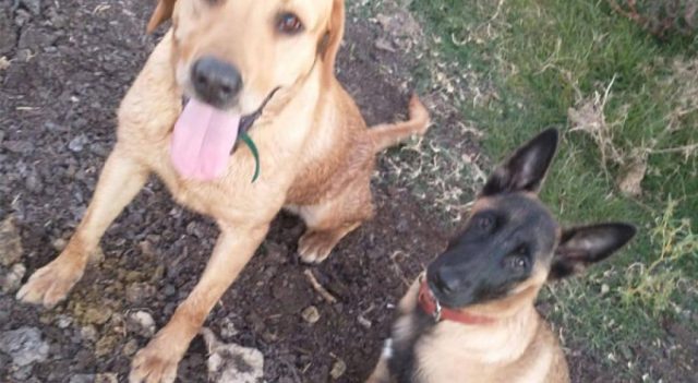 mueren dos perros de rescate un un incendio