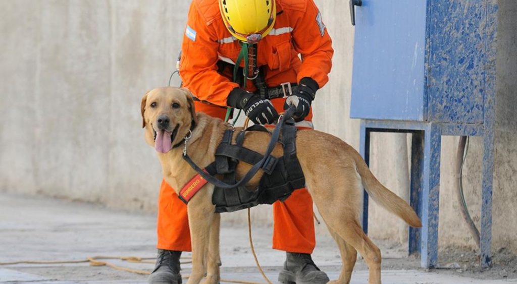 mueren dos perros de rescate un un incendio