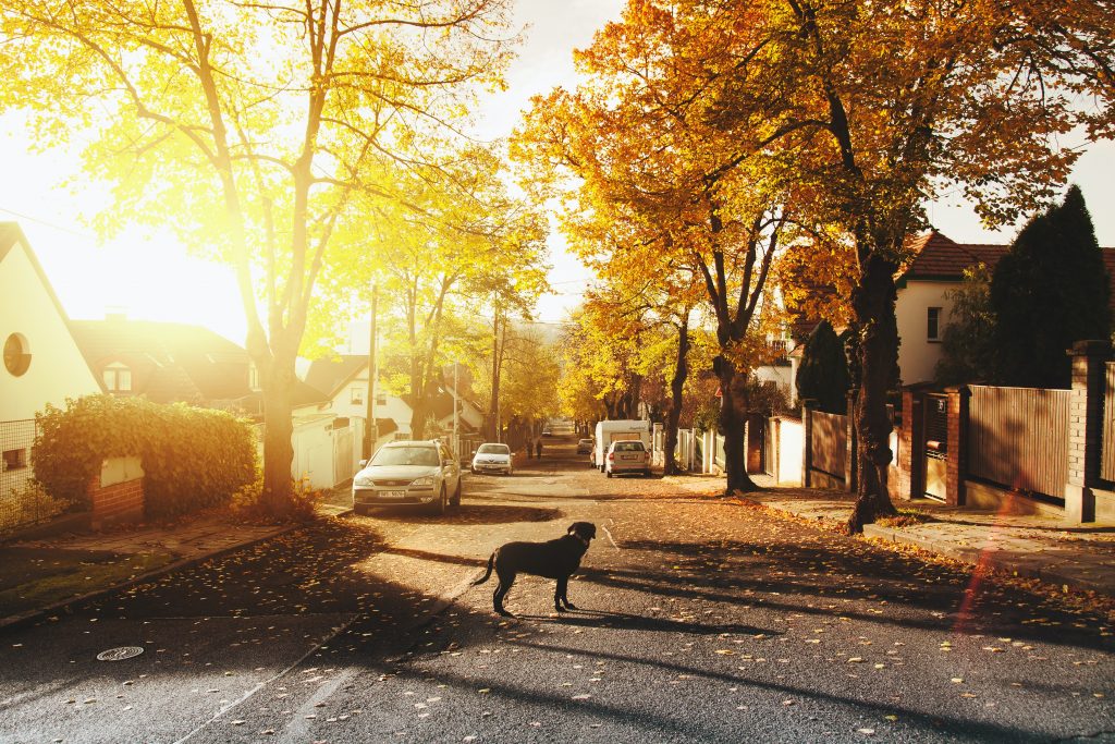 perros para buscar perros