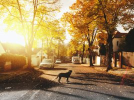 perros para buscar perros