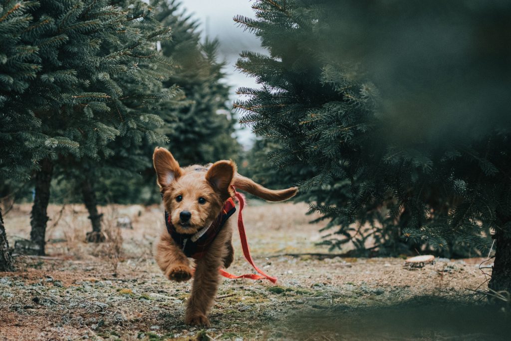 perros para buscar perros