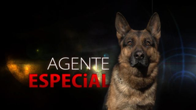 Agente especial