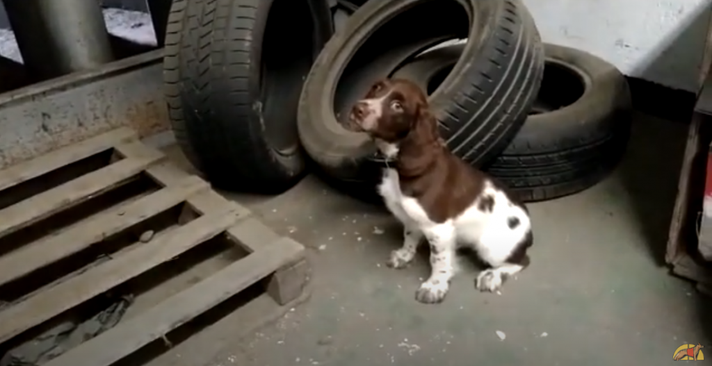 Koke, futuro perro detector de acelerantes