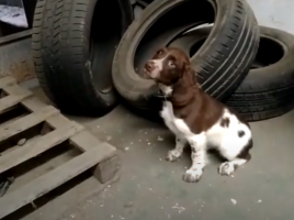 Koke, futuro perro detector de acelerantes