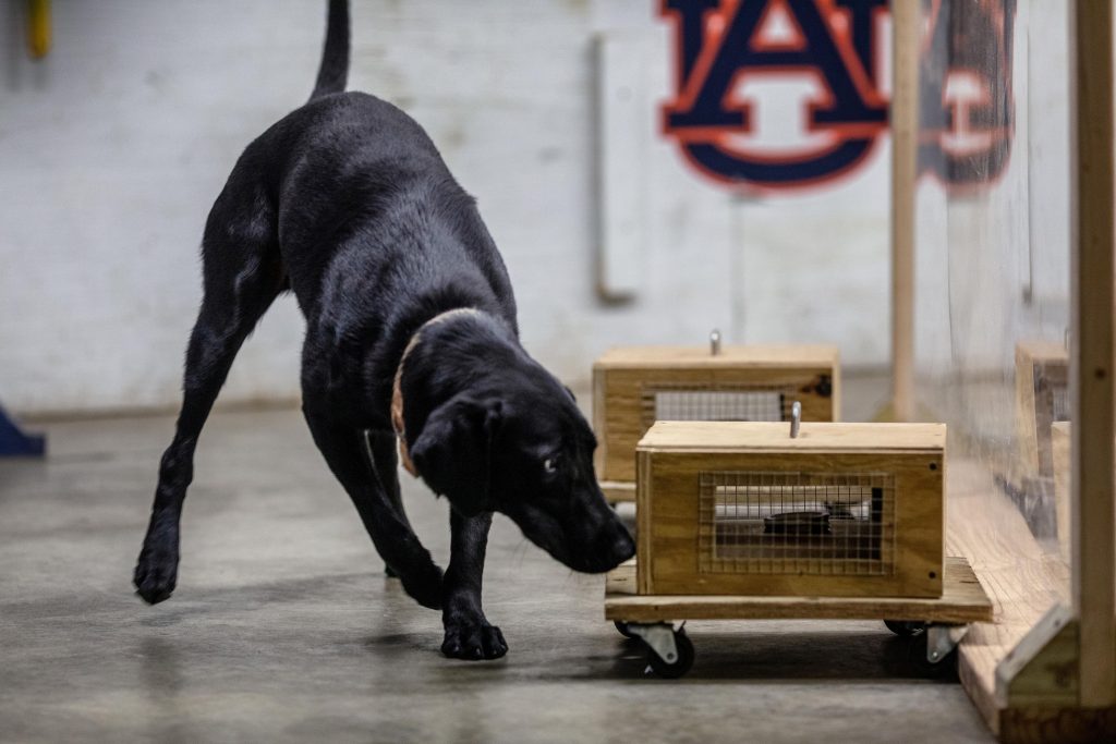 Un modo más seguro para entrenar perros detectores