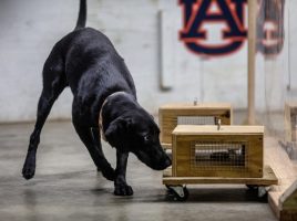 Un modo más seguro para entrenar perros detectores