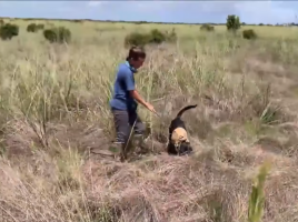 perros detectan serpientes pitón