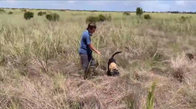 perros detectan serpientes pitón