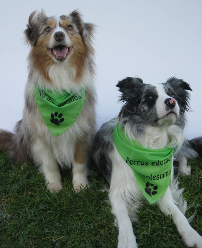 Flashmob perros