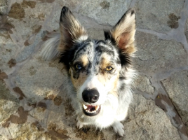 perros duales en catástrofe NO
