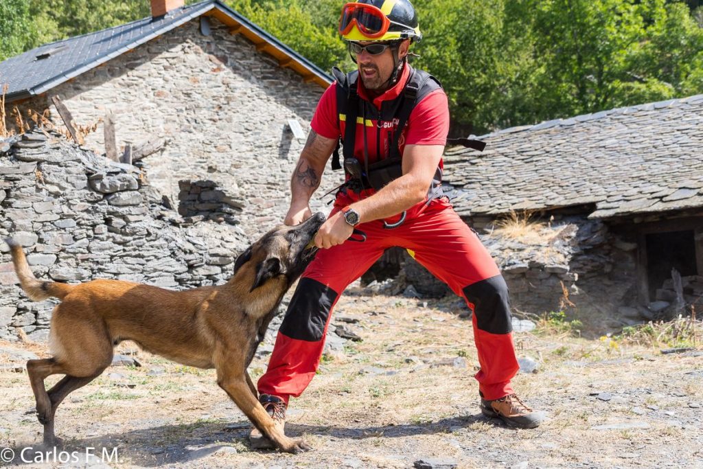 perro dual en catástrofes