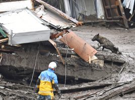 Perros de búsqueda en el deslizamiento de tierra en Atami