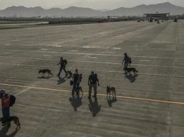 Equipos caninos evacuados de Afganistán