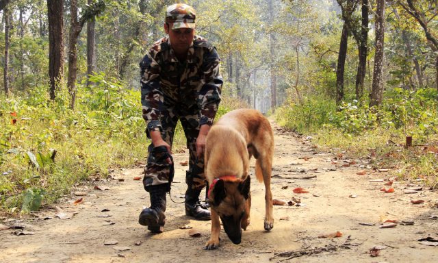 perros para la conservación