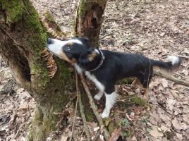 perros para la conservación