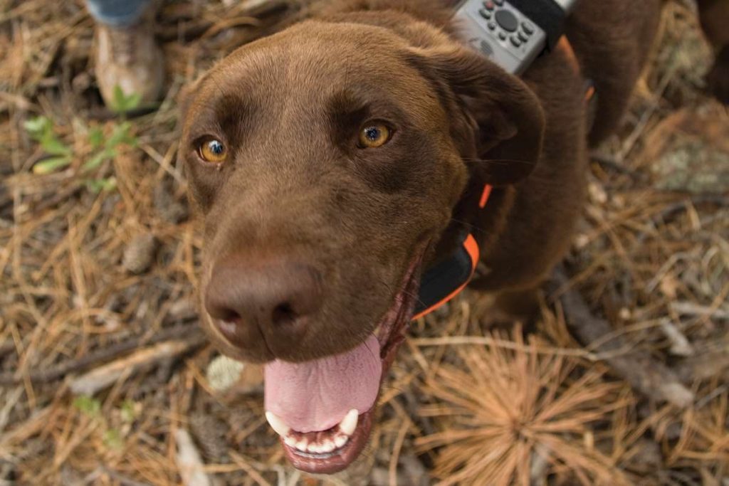 perros para la conservación