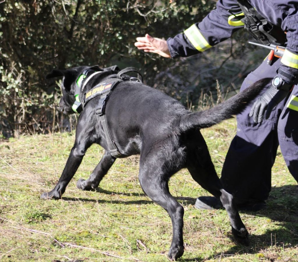 perros duales en grandes áreas