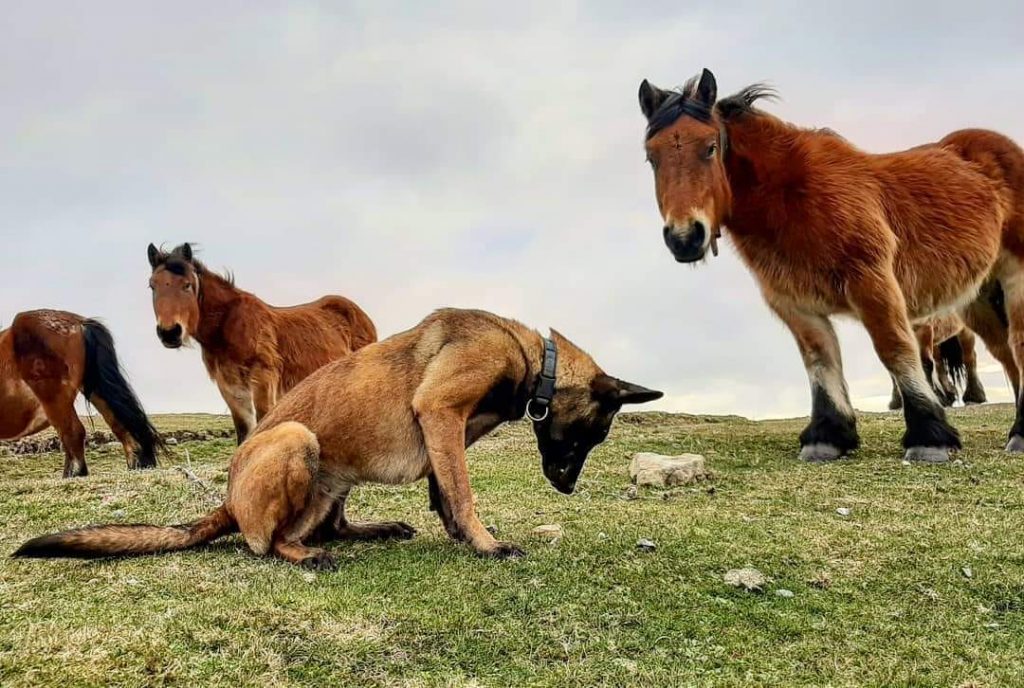 perros ecodetectores