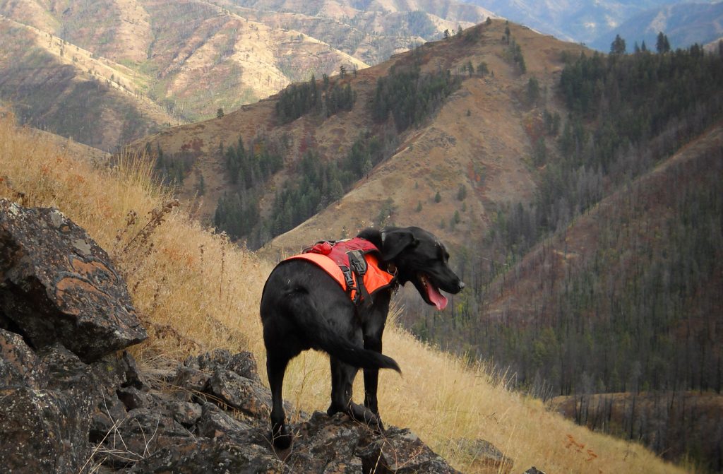 perros para la conservación