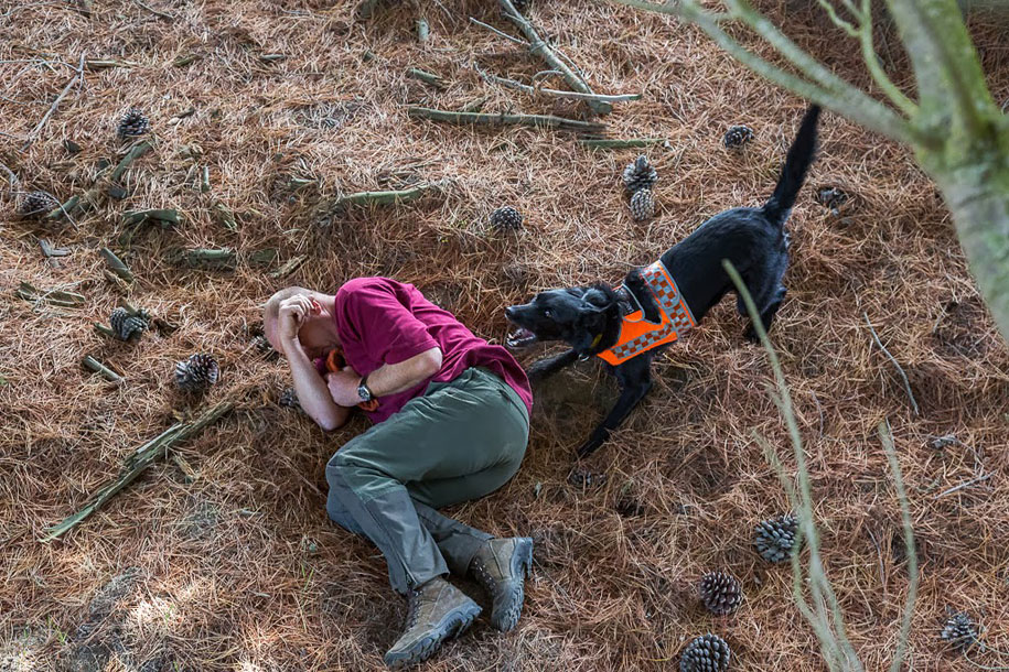 perros duales en grandes áreas