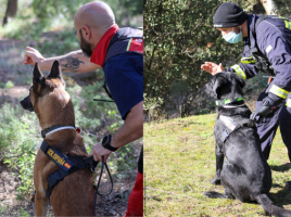 perros duales en grandes áreas