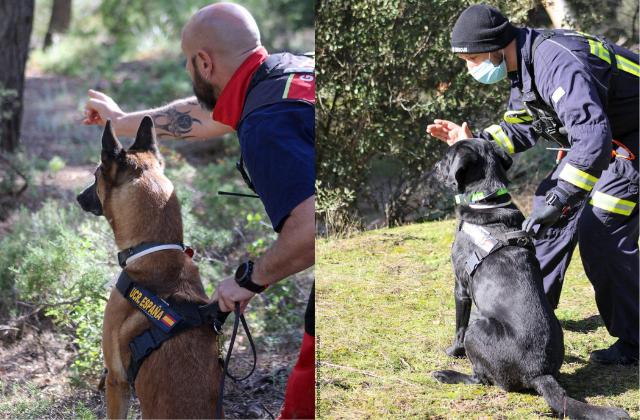 perros duales en grandes áreas