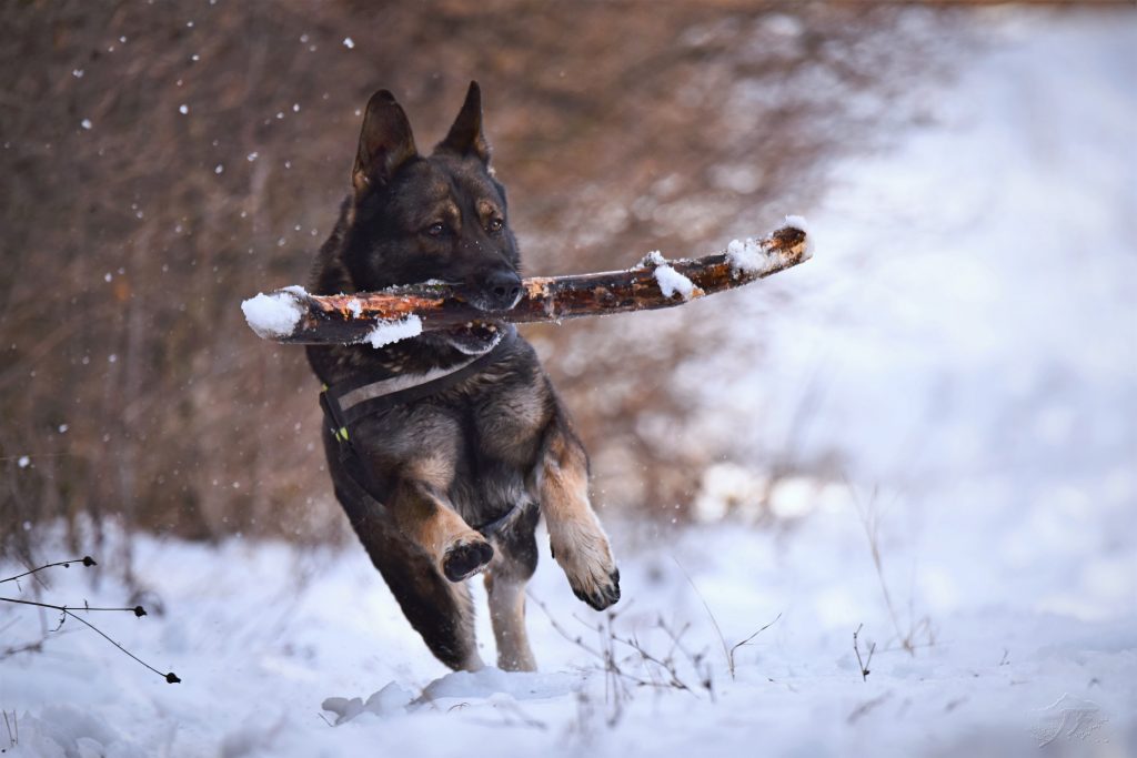 nutrición en los perros de trabajo