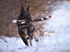 nutrición en los perros de trabajo