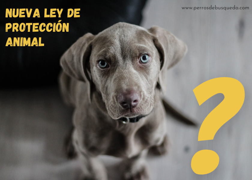 nueva Ley de Protección Animal