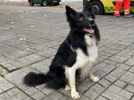 Taco encontró desaparecido en Ponferrada