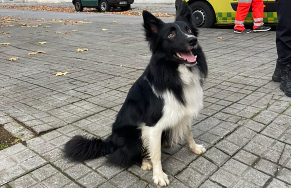 Taco encontró desaparecido en Ponferrada