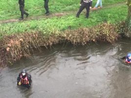 perros no entrenados