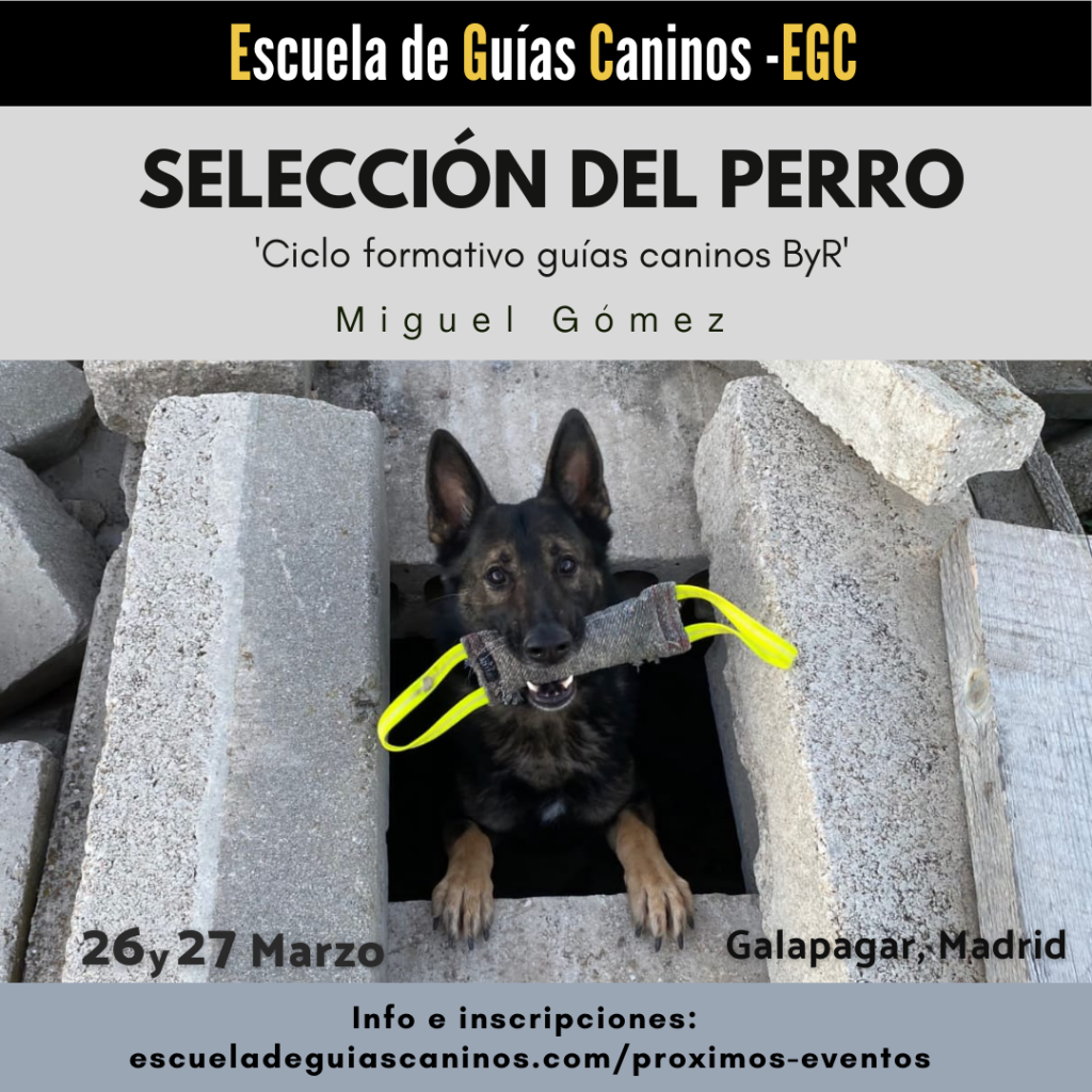 curso perros de rescate