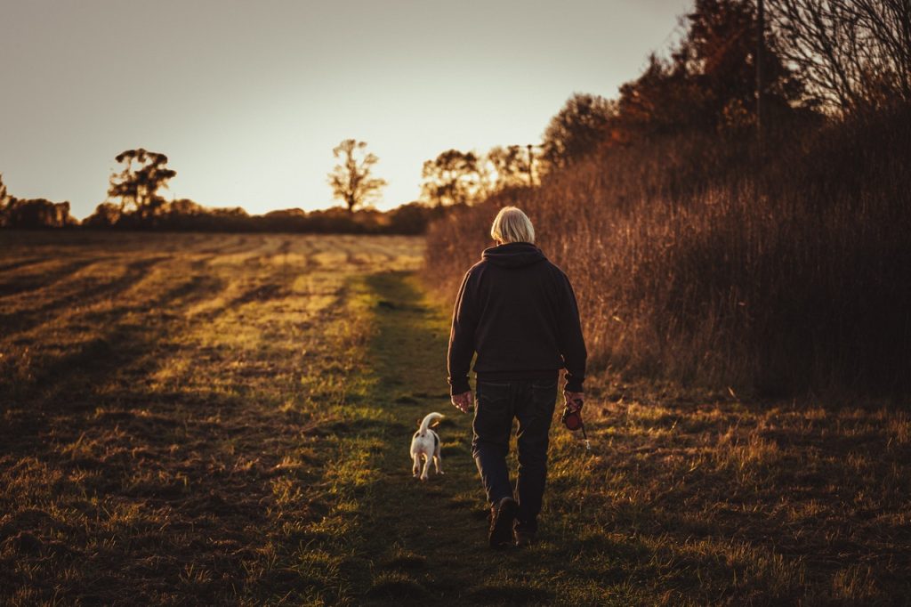 perros no entrenados