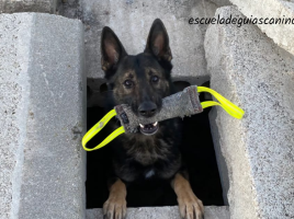 Ciclo formativo: Selección del perro de rescate