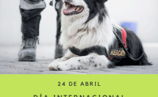 Dia Internacional del perro de Rescate