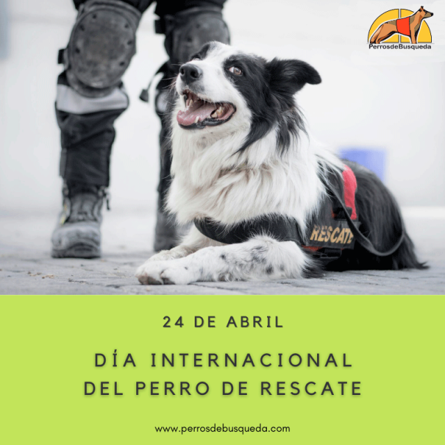 Dia Internacional del perro de Rescate