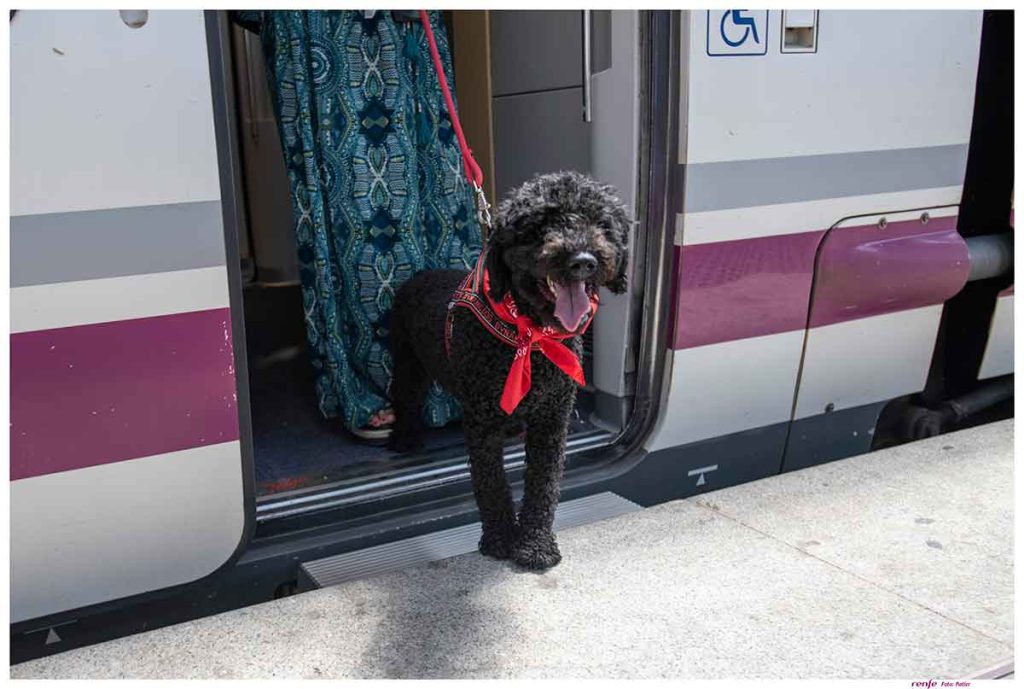Perros de mas de 10kg al tren