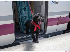 Perros de mas de 10kg al tren